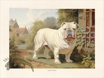 CFA Dog English Bulldog 02